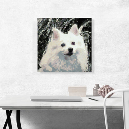 American Eskimo Dog Breed Black White