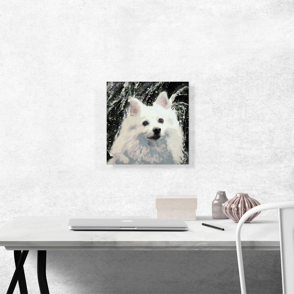 American Eskimo Dog Breed Black White