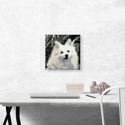 American Eskimo Dog Breed Black White