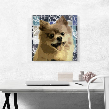 Pomeranian Dog Breed