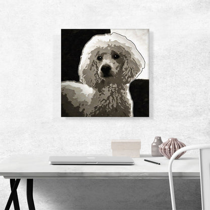 Poodle Dog Breed Black White