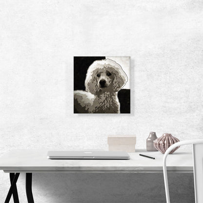 Poodle Dog Breed Black White