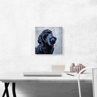 Portuguese Water Dog Breed