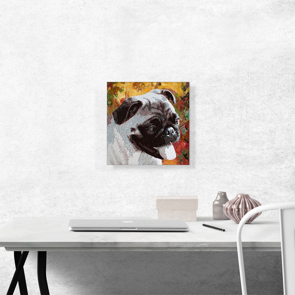 Pug Dog Breed