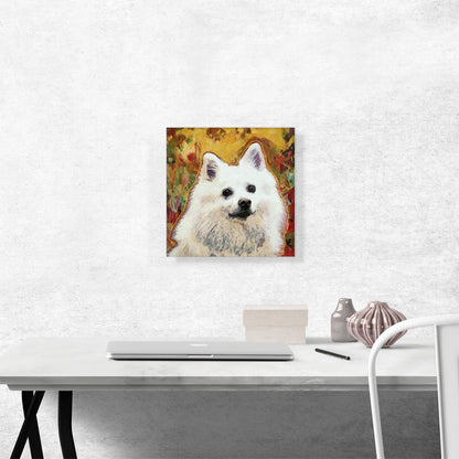 American Eskimo Dog Breed Yellow Red
