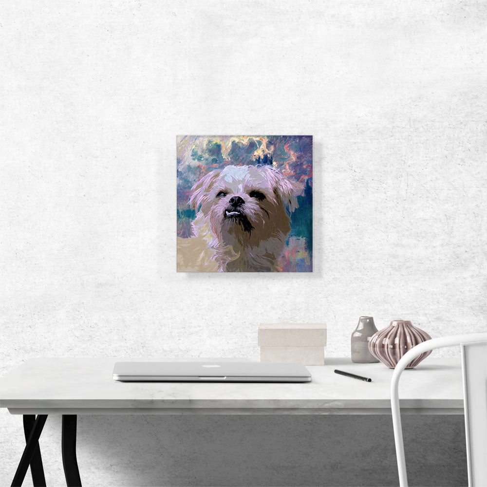 Shih Tzu Dog Breed
