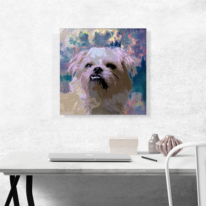 Shih Tzu Dog Breed