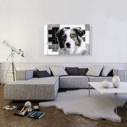 Australian Shepherd Dog Breed Black White