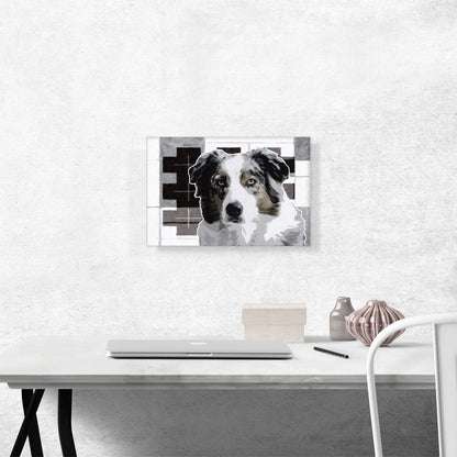 Australian Shepherd Dog Breed Black White