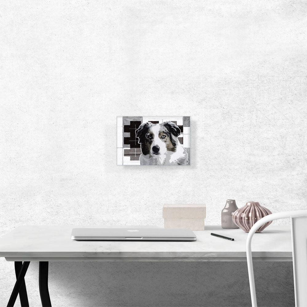 Australian Shepherd Dog Breed Black White