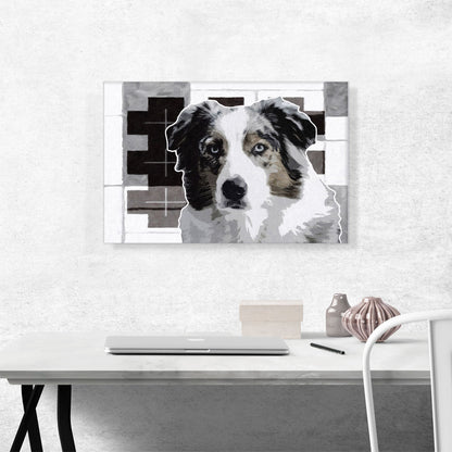 Australian Shepherd Dog Breed Black White