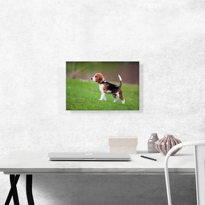 Beagle Dog Breed