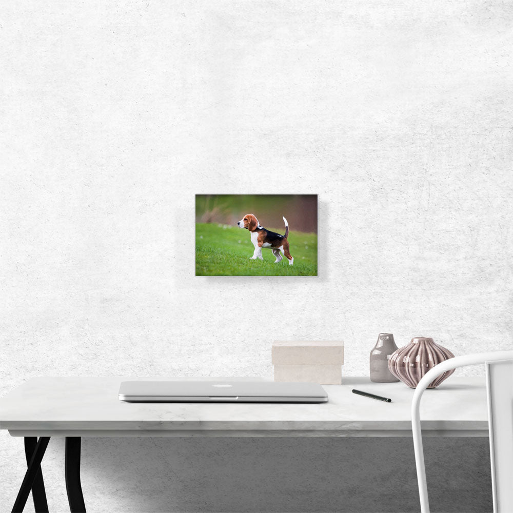 Beagle Dog Breed