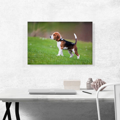 Beagle Dog Breed