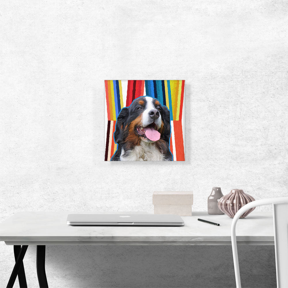 Bernese Mountain Dog Breed Yellow Red Blue