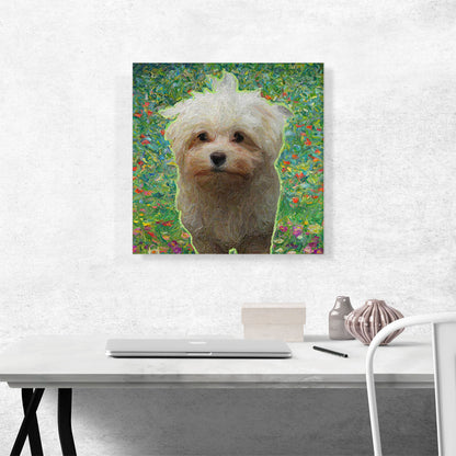 Bolognese Dog Breed