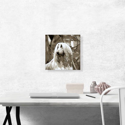 Afghan Hound Dog Breed