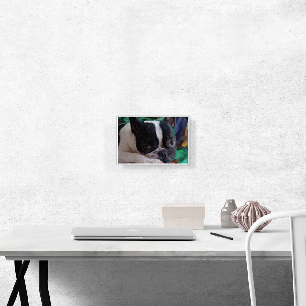 Boston Terrier Dog Breed Green Blue