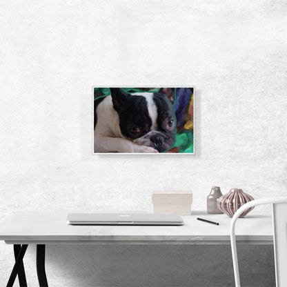 Boston Terrier Dog Breed Green Blue