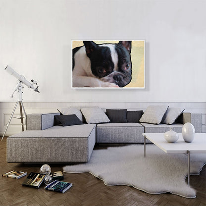 Boston Terrier Dog Breed