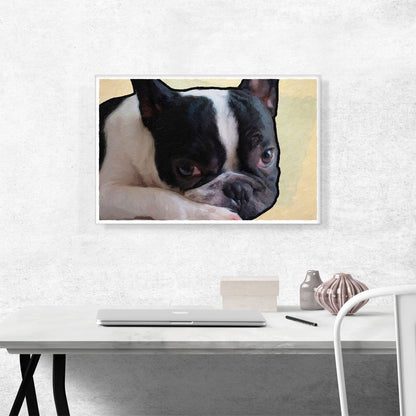 Boston Terrier Dog Breed