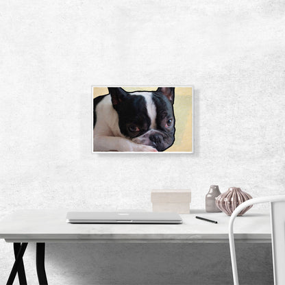 Boston Terrier Dog Breed