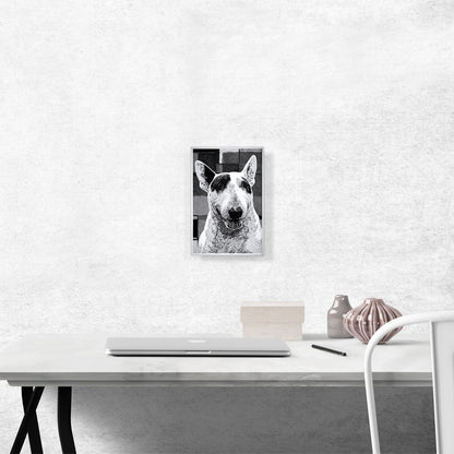 Bull Terrier Dog Breed Black White