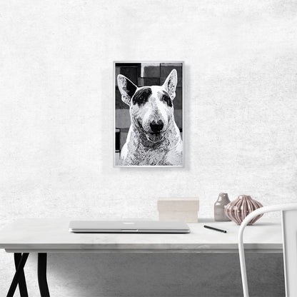 Bull Terrier Dog Breed Black White