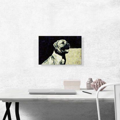 Boerboel Mastiff Dog Breed