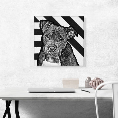 Cane Corso Dog Breed Black White Stripes