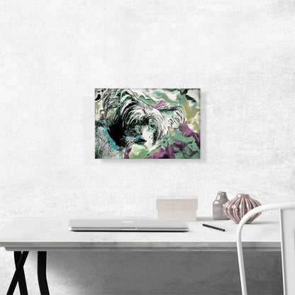 Chinese Crested Dog Breed Colorful
