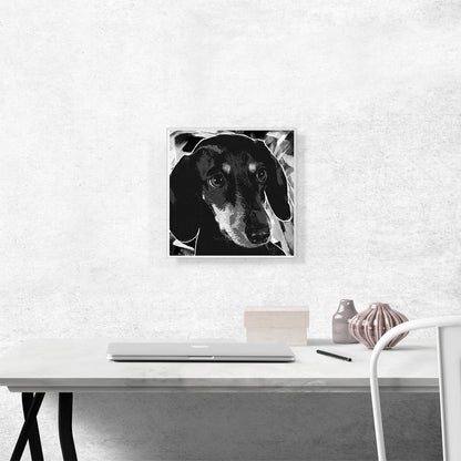 Dachshund Dog Breed Black White
