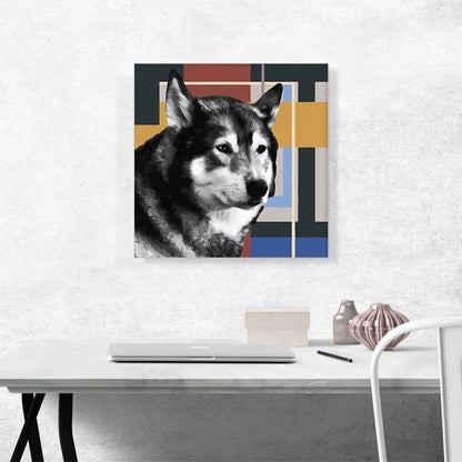 Alaskan Malamute Dog Breed Blue Yellow Red