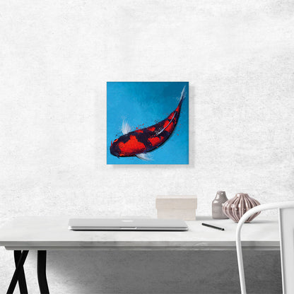 Goshiki Koi Carp Fish Japan China Asia