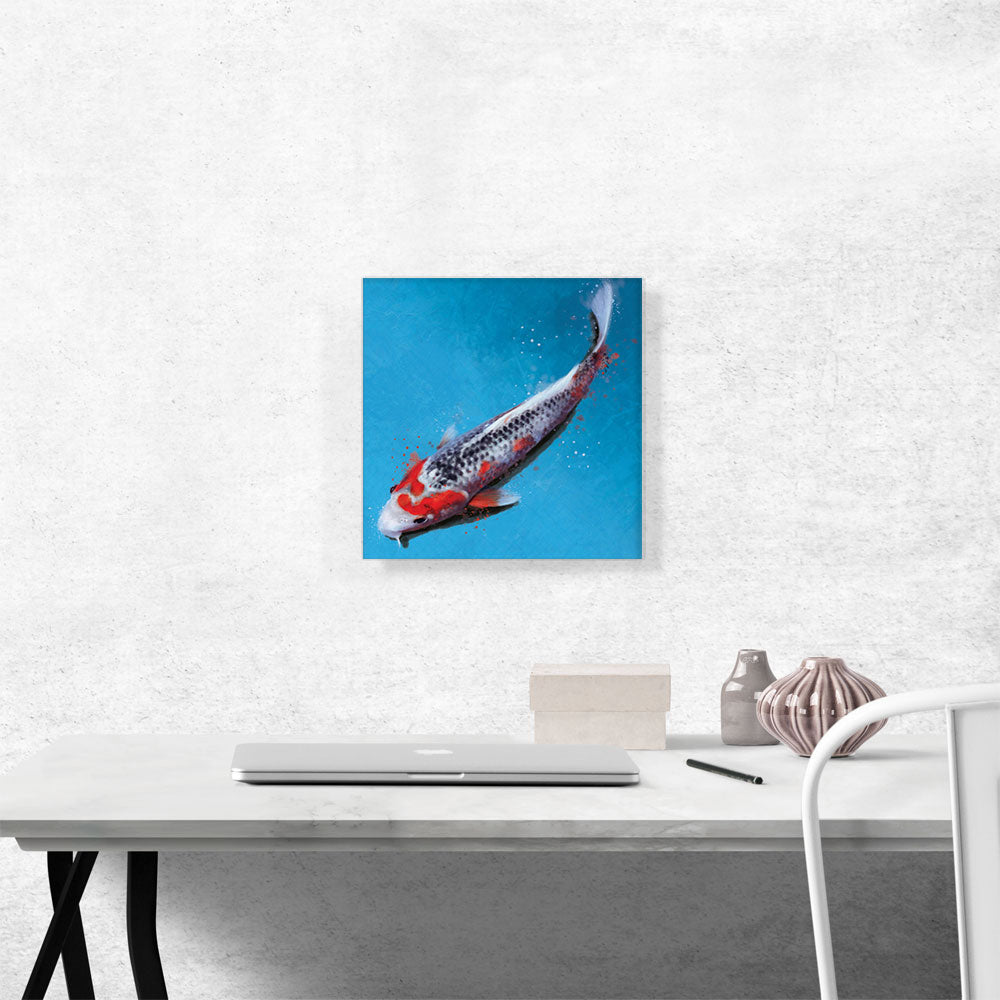 Asagi Koi Carp Fish Japan China Asia