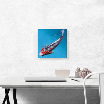 Asagi Koi Carp Fish Japan China Asia