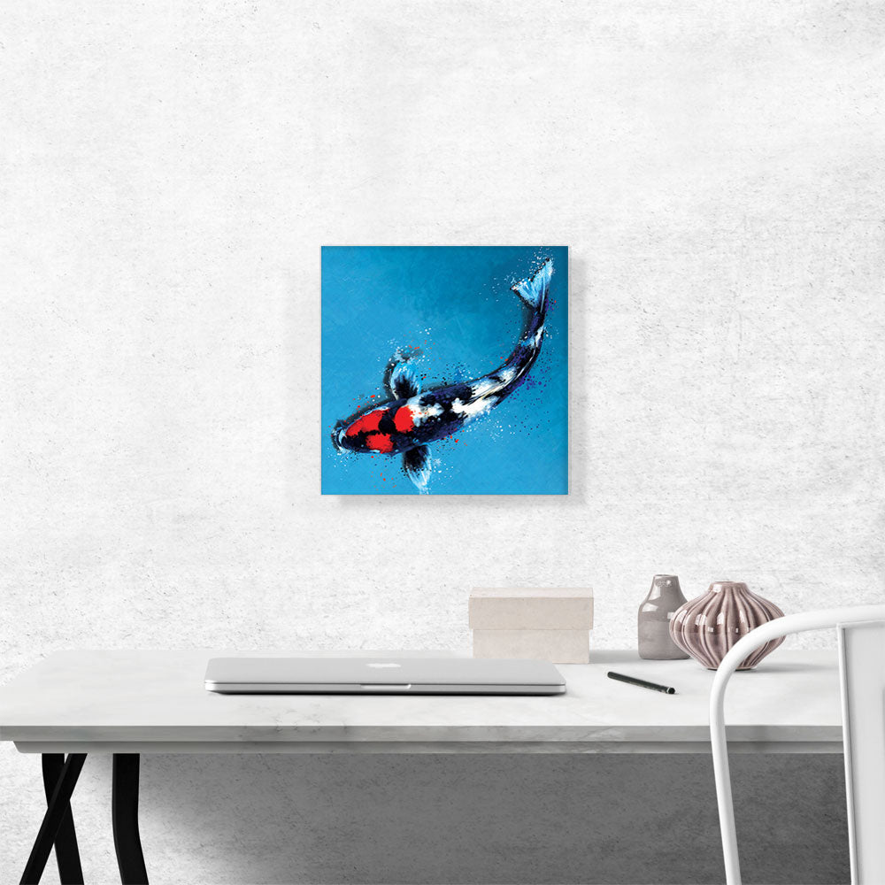 Showa Koi Carp Fish Japan China Asia