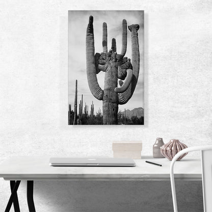 Cactus - Saguaro National Monument - Arizona