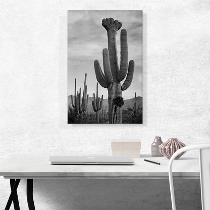 Full View of Cactus - Saguaro National Monument - Arizona