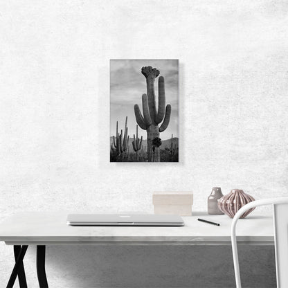 Full View of Cactus - Saguaro National Monument - Arizona
