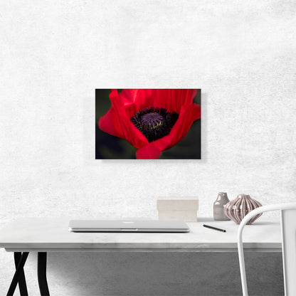 Albanian Poppy National Flower of Albania