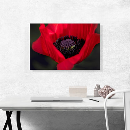 Albanian Poppy National Flower of Albania