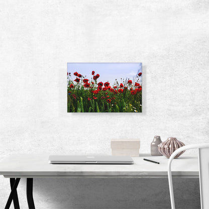 Field of Albanian Poppies