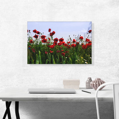 Field of Albanian Poppies