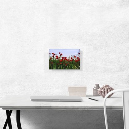Field of Albanian Poppies
