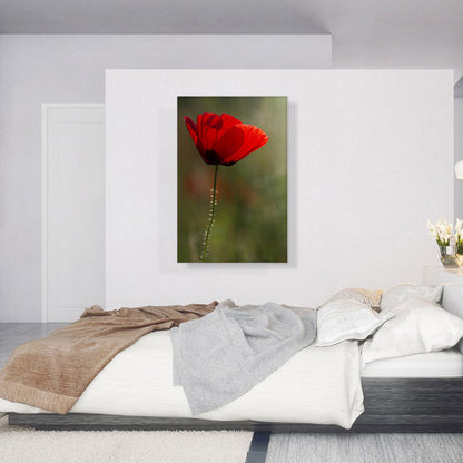 Albanian Poppy National Flower of Albania On Green