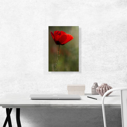 Albanian Poppy National Flower of Albania On Green