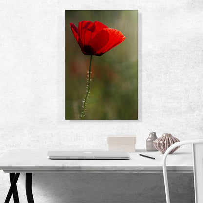 Albanian Poppy National Flower of Albania On Green