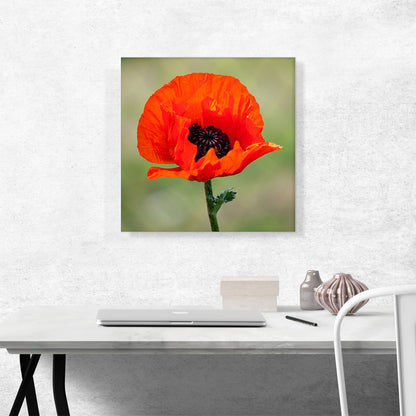 Albanian Poppy National Flower of Albania Square