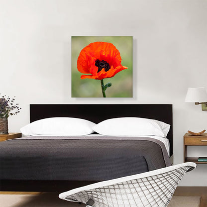 Albanian Poppy National Flower of Albania Square